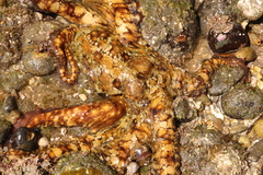 Octopus bimaculoides