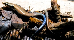 Plestiodon tetragrammus brevilineatus