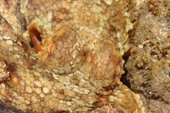 Octopus bimaculoides