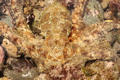 Octopus bimaculoides