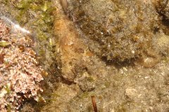 Octopus bimaculoides