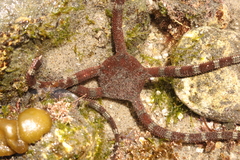 Ophioderma panamense image