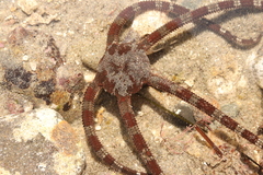 Ophioderma panamense