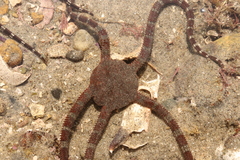 Ophioderma panamense