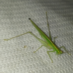 Phlugis ocraceovittata