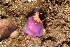 Flabellinopsis iodinea