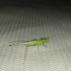 Phlugis ocraceovittata