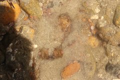 Octopus bimaculoides