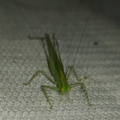 Phlugis ocraceovittata