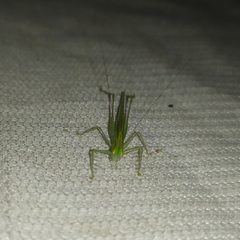 Phlugis ocraceovittata