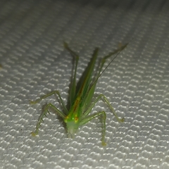 Phlugis ocraceovittata