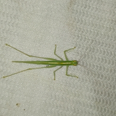 Phlugis ocraceovittata