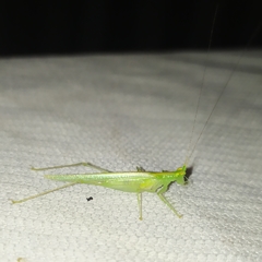 Phlugis ocraceovittata