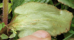 Puccinia saxifragae