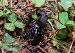 Hadronyche modesta