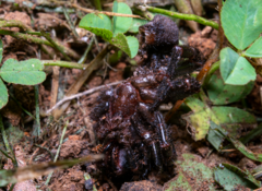 Hadronyche modesta