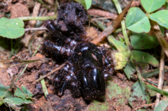 Hadronyche modesta