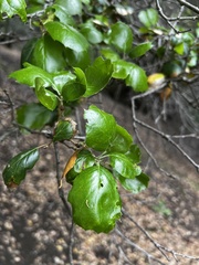 Quercus agrifolia