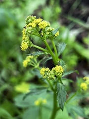 Sanicula crassicaulis