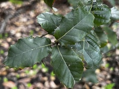 Quercus