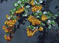 Berberis darwinii