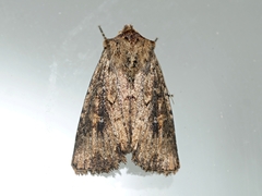 Dasygaster padockina