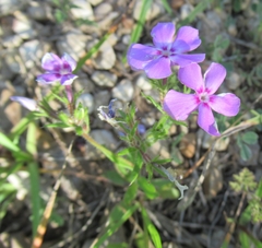Phlox cuspidata