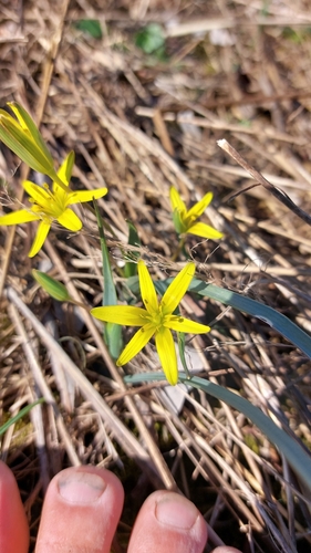 krivec lúčny (Gagea pratensis)