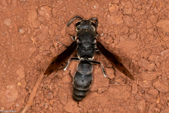 Hypalastoroides