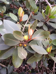 Sapotaceae