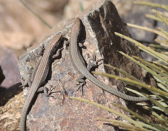 Atlantolacerta andreanskyi