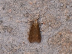 Phaeoses sabinella