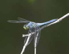 Erythemis simplicicollis