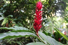 Alpinia purpurata