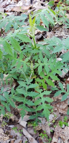 Polymnia johnbeckii, photograph 2