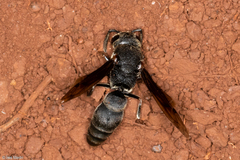 Hypalastoroides
