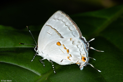 Nesiostrymon calchinia
