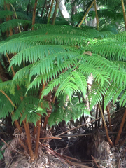 Cibotium glaucum