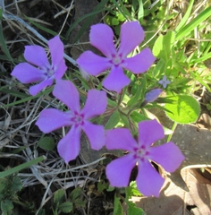 Phlox cuspidata