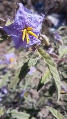 Solanum elaeagnifolium image