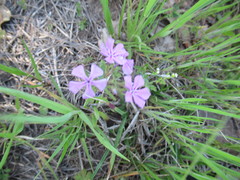 Phlox cuspidata