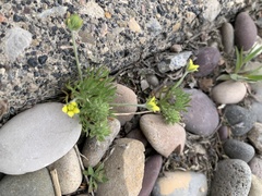 Ceratocephala testiculata