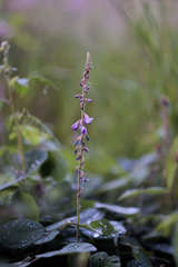 Desmodium grahamii