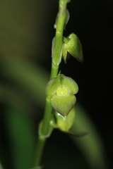 Stelis parvilabris