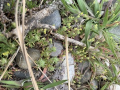 Ceratocephala testiculata