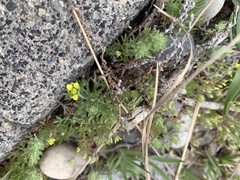 Ceratocephala testiculata