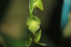 Stelis parvilabris