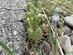 Ceratocephala testiculata