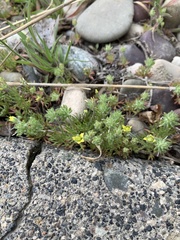 Ceratocephala testiculata