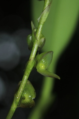 Stelis parvilabris
